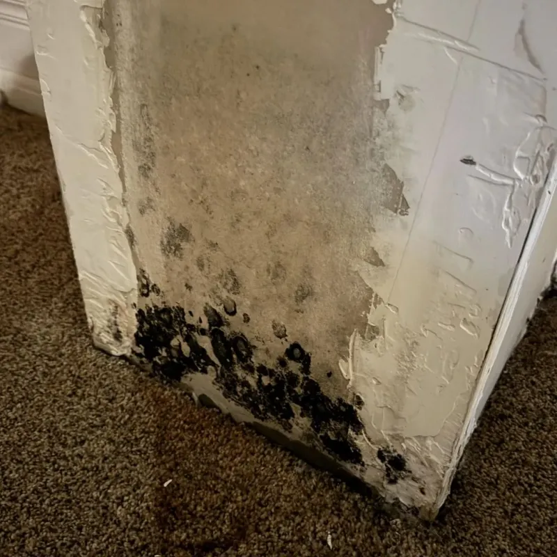 Professional Mold Removal in Clay Center, KS